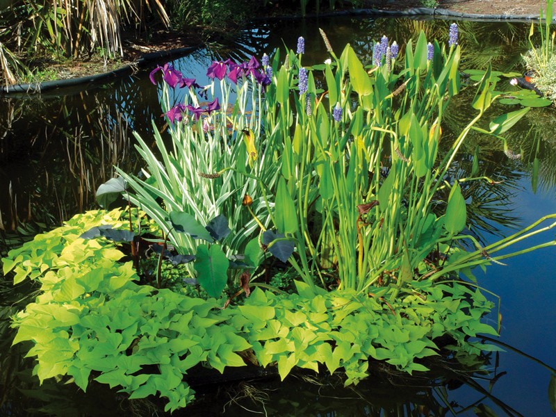 Разновидности и особенности выбора водных растений для пруда