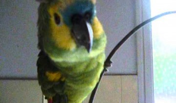 Проект G4KD: Машина будущего с человеческим сердцем