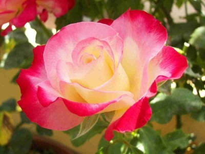Изображение старинной чайно-гибридной розы